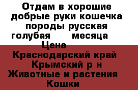 Отдам в хорошие,добрые руки кошечка породы русская голубая. 1,5 месяца.  › Цена ­ 10 - Краснодарский край, Крымский р-н Животные и растения » Кошки   